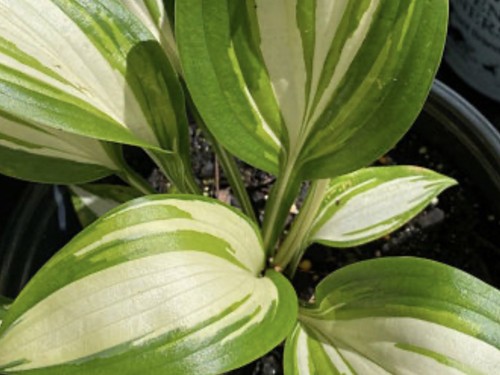 Hosta miss america - miss, pot