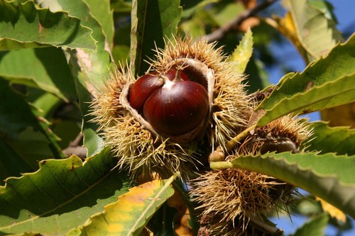 Sweet chestnut castanea sativa - sweet,