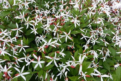 Gillenia trifoliata 9cm - gillenia,