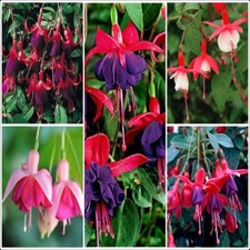 Fuchsia Collection Hardy Shrub