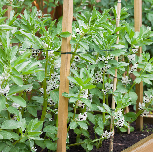 Broad bean aquadulce - 6x,