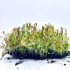 Live Aquarium Carpet Plants on