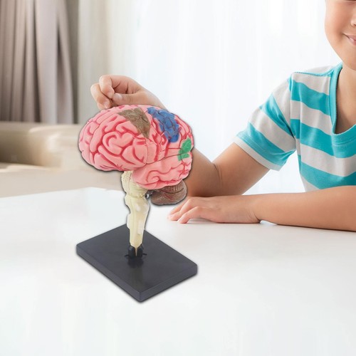Human brain model toy - human,