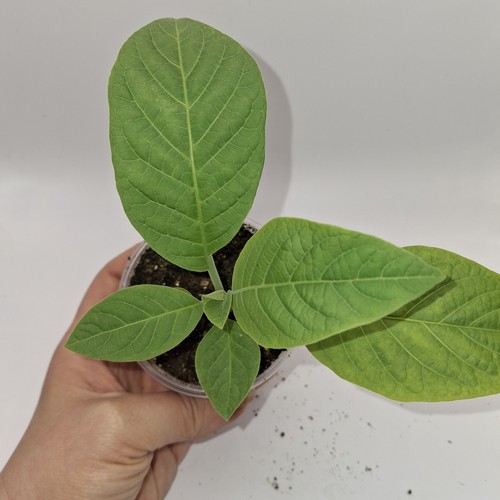 Brugmansia yellow plant - yellow, |