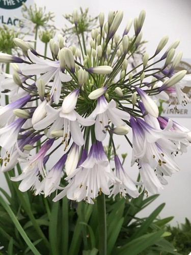 New agapanthus fireworks - new,