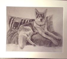 Honiahaka Northern inuit wolf