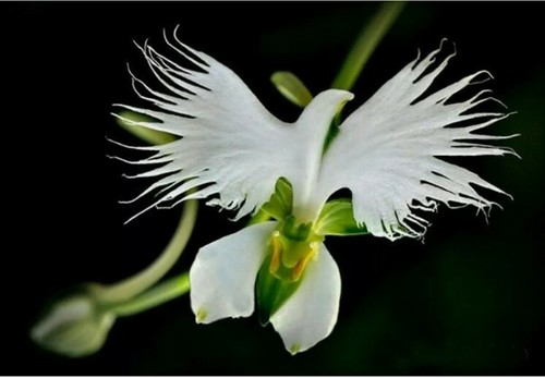 Pcs white egret orchid - white,