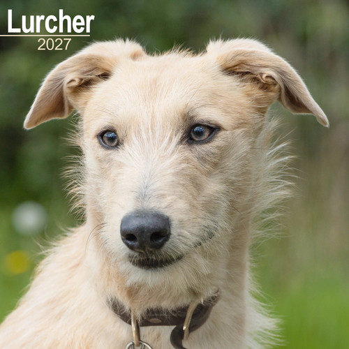 Lurcher 2027 calendar - lurcher, |