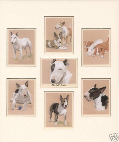 The bull terrier collectors - the,