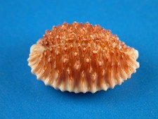 Cypraea granulata, Glossy Growth Series Juvenile, 25.1mm, Hawaii Shell