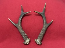 PAIR OF FANCY ROE DEER ANTLERS
