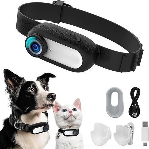 Dog walker pet - walker, cat