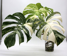 Monstera Albo Borsigiana