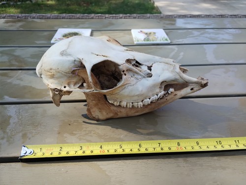 Fallow deer bones for - fallow, (skull)