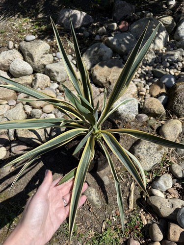 Yucca gloriosa variegata - yucca,