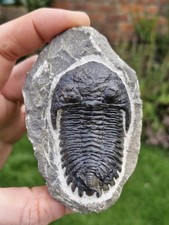 Trilobite Fossil  - Hollardops