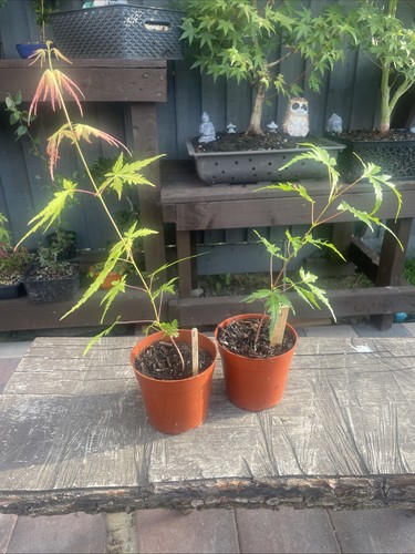 Japanese maple acer palmatum - maple,