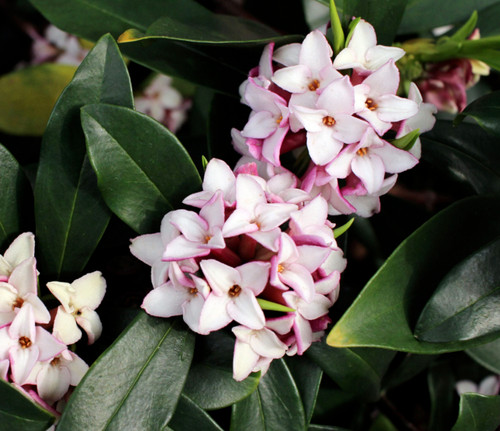 Daphne spring beauty - daphne, beauty'
