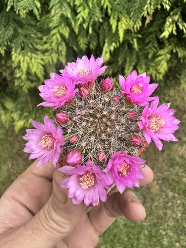 One only mammillari dioica - one,
