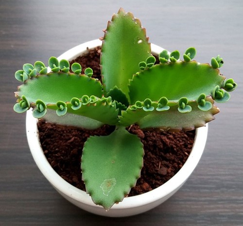 Kalanchoe laetivirens mother - kalanchoe,