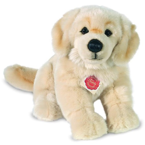 Golden retriever teddy - by,
