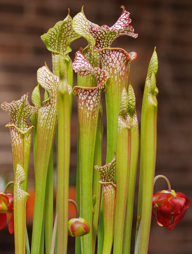 Sarracenia leucophylla 15 - sarracenia,