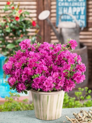 Dwarf japanese azalea - [x1],