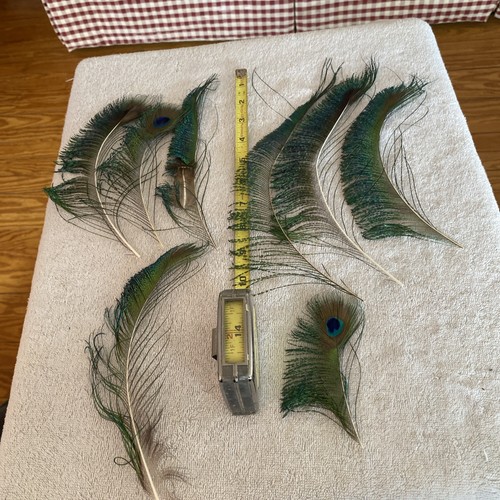 Eight peacock swords for fly - eight,