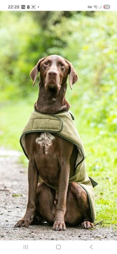 Ginger ted dog coat - coat, ,