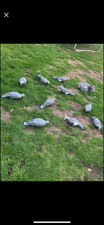 enforcer pigeon decoys