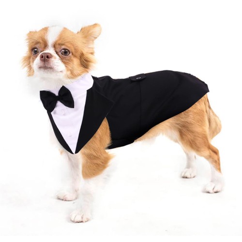 Black white dog tuxedo - white,