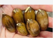 10 Acorns germinated / sprouted Acorns from English Oak Tree, Quercus Robur