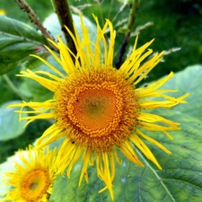 Elecampane seeds, 500