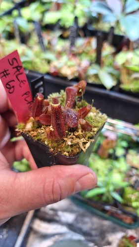 Nepenthes veitchii x - nepenthes,