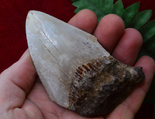 Lovely genuine megalodon - lovely,