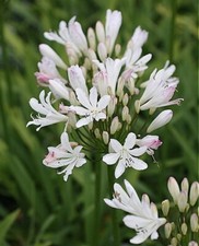 Agapanthus Strawberry  Ice