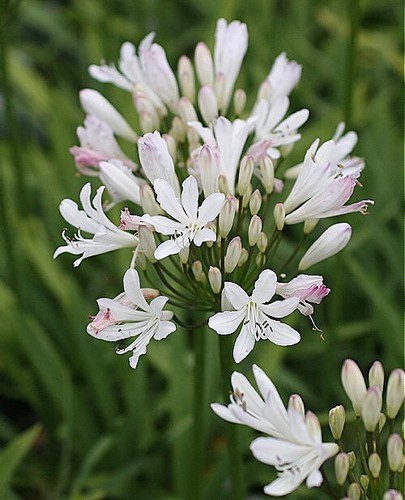 Agapanthus strawberry ice - agapanthus,