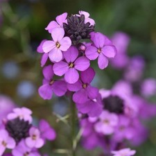 Erysimum plug plants