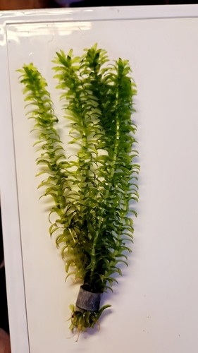 Out elodea - 🚫, 🌿elodea