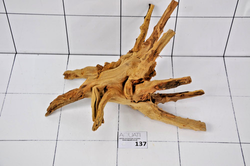 Premium aquarium azalea spider - azalea,
