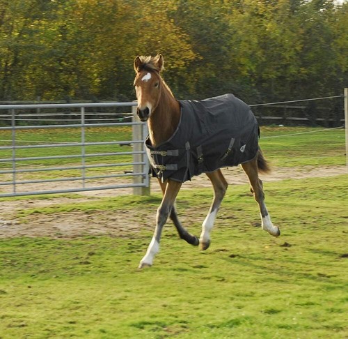 Rhinegold foal pony konig - rhinegold, foal/pony