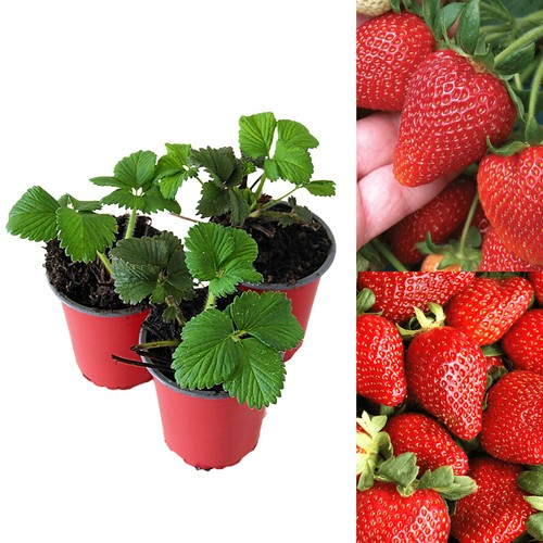 Strawberry sweetheart fruit - sweetheart,