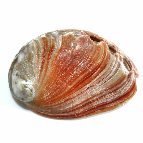 Polished red abalone shell - 1,