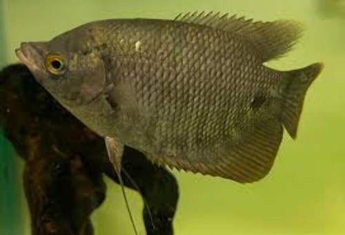 Giant gourami live fish - gourami,