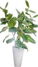 Rubber Plant (Ficus elastica)