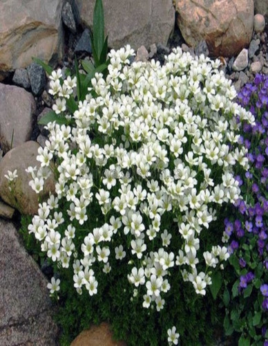 Saxifraga carpet white hardy - saxifraga,