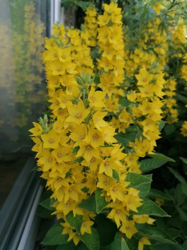 Yellow loosestrife - 3,