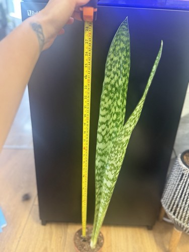Very rare snake - rare, plant