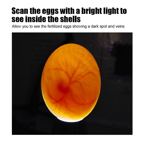Portable egg candling lamp for - egg,