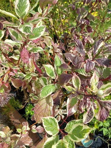 Sale variegated dogwood - sale!,